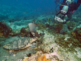 Diver with Hawksbill Sea Turtle IMG 9211